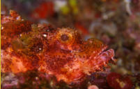 Scorpion Fish