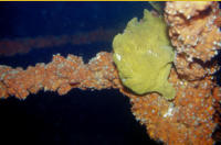 Frogfish